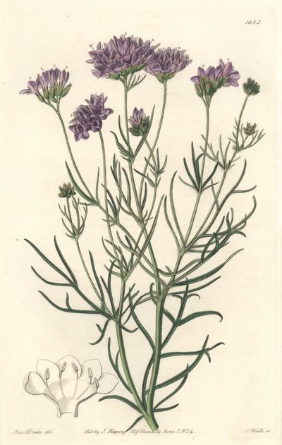 Gilia de Californie (illustration de Sarah Anne Drake) - Sydenham Teast Edwards