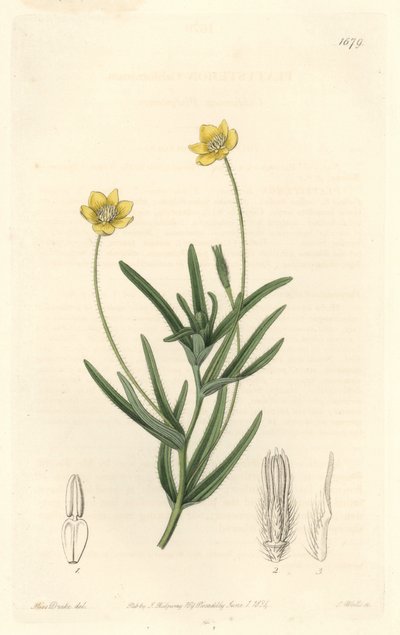 Platystemon de Californie - du Botanical Register - Sydenham Teast Edwards