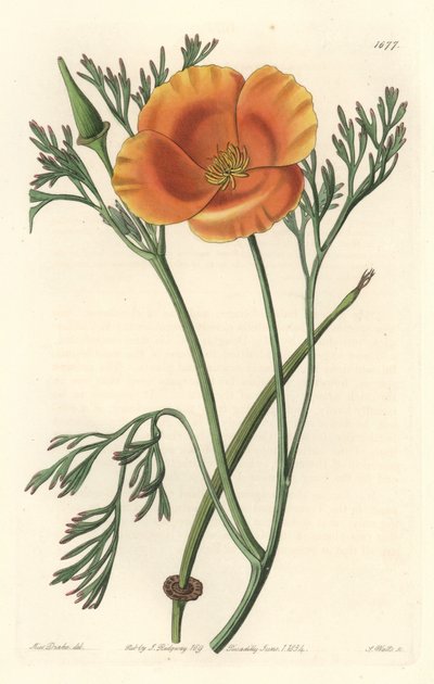 Pavot de Californie - Sydenham Teast Edwards