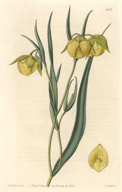 Calochorte (mariposa) ou cyclobothre à fleurs jaunes, originaire de Californie - Eau-forte par S. Watts d