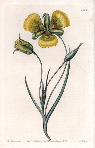 Calochortus avec grandes fleurs jaunes - Sydenham Teast Edwards