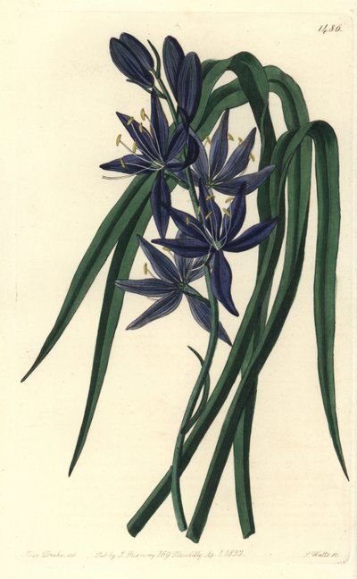 Camassie - Camassia quamash - Sydenham Teast Edwards
