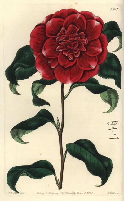 Camélia du Japon - Sydenham Teast Edwards