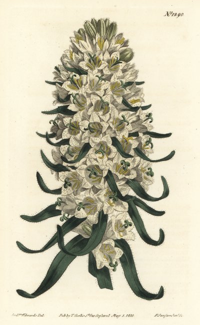 Campanule à belles fleurs - Campanule pyrénéenne, Campanula speciosa (Campanule à longues pointes, Campanula thyrsoidea). Gravure à la main par F. Sansom Jr. d