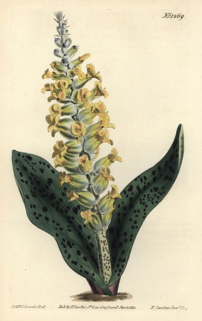 Lachenalia orchioides - Sydenham Teast Edwards