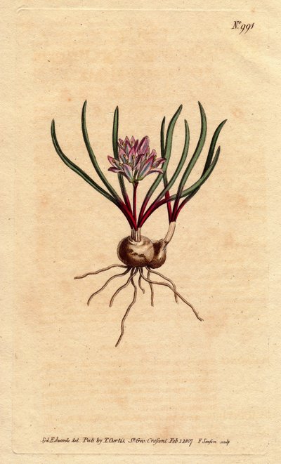 Jacinthe du Cap, avec bulbe, feuilles écarlates et fleurs rose pâle - Sydenham Teast Edwards