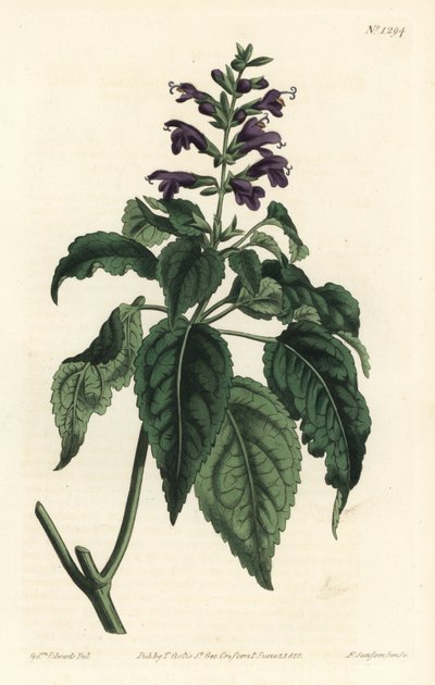 Sauge des Caraïbes - Salvia lamiifolia (Sauge à fleurs pourpres, Salvia amoena). Gravure à la main par F. Sansom Jr. d