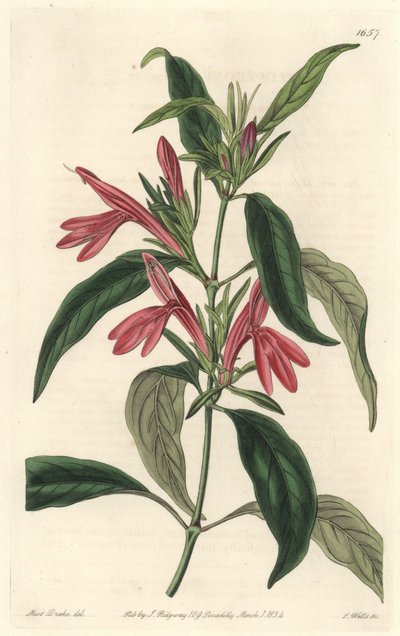 Carmantine, natif du Brésil - Sydenham Teast Edwards