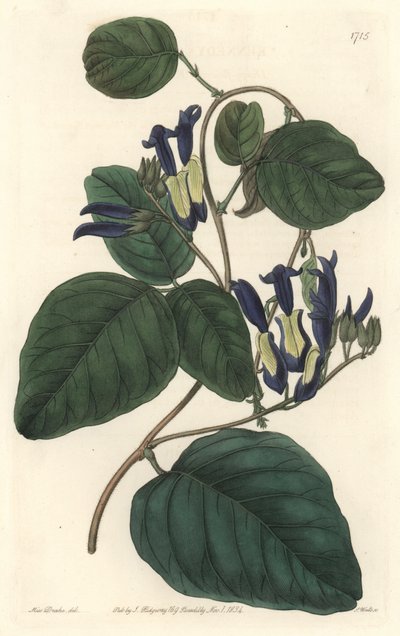 Caulinie noirâtre, originaire d
