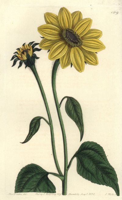 Astéracée d