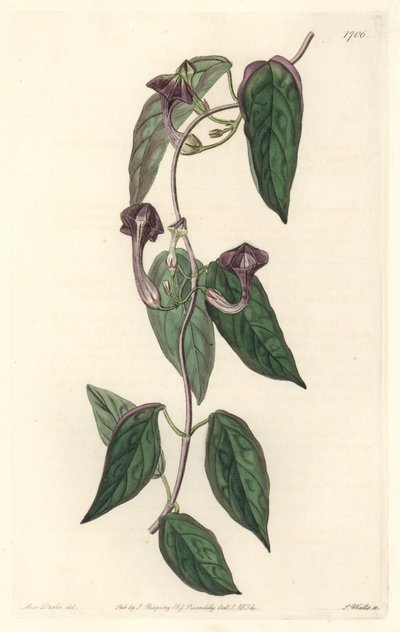 Ceropegia élégante, originaire d