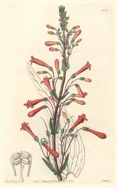 Chelone (ou Galane) à feuilles de valériane, originaire de Californie - Gravure par S. Watts d