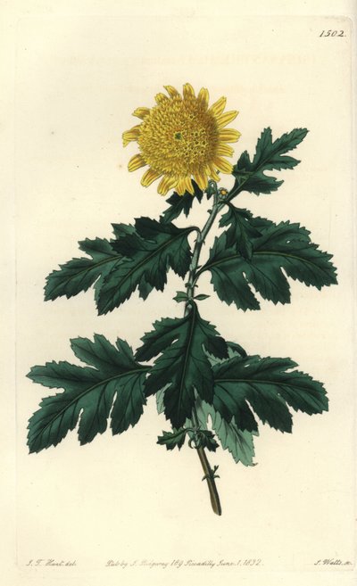 Chrysanthème indien double jaune - Sydenham Teast Edwards