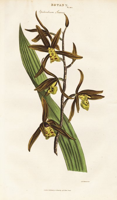 Orchidée chinoise (Epidendrum sinense) - Sydenham Teast Edwards