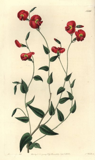 Chorizema ovatum - Sydenham Teast Edwards
