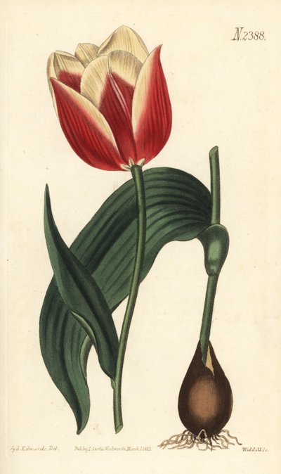Tulipe Claramond - Sydenham Teast Edwards