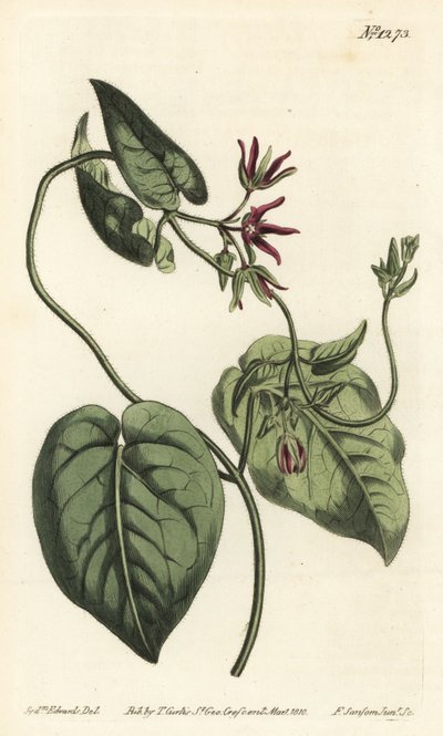 Liane à lait, Matelea obliqua. Gravure à la main en couleur par F. Sansom Jr. d