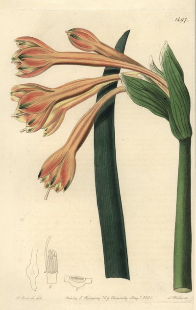 Clinanthus fauve - Sydenham Teast Edwards