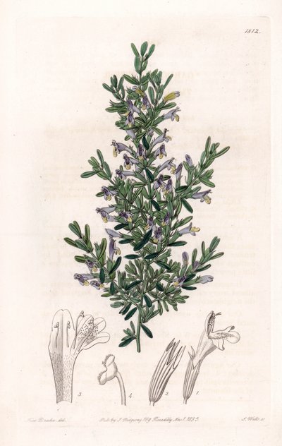 Clinopodium Variete - Planche gravée par S. Watts, d