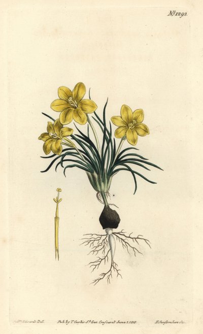 Fleur d