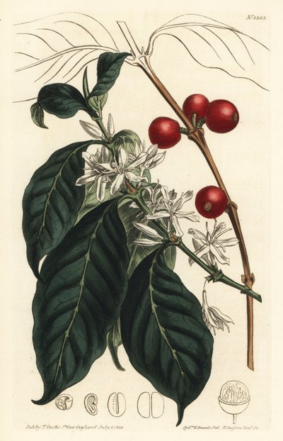 Caféier arabica - Caféier, Coffea arabica. Gravure à la main en cuivre par F. Sansom Jr. d