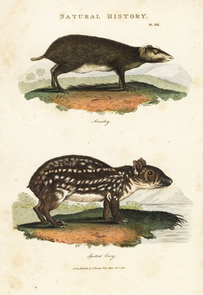 Acouchi commun ou Acouchi de Buffon et Paca, Myoprocta acouchy et Cuniculus paca - Sydenham Teast Edwards