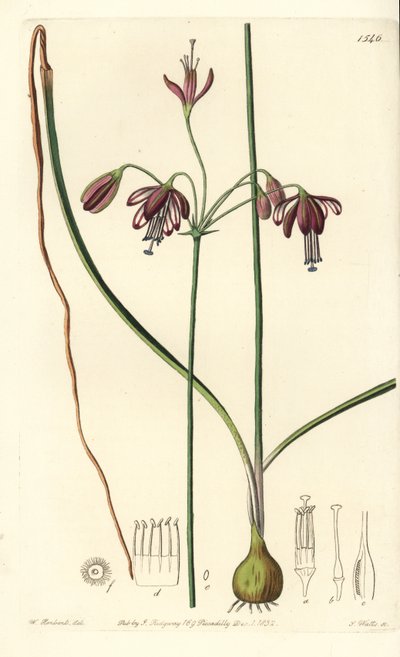 Corail du Mexique ou goutte de corail - Bessera elegans. Gravure à la main en couleur par S. Watts d