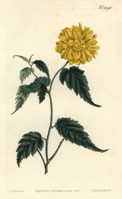 Corete du Japon - Rose japonaise à fleurs doubles, Kerria japonica. Gravure à la main en couleur par F. Sansom Jr. d