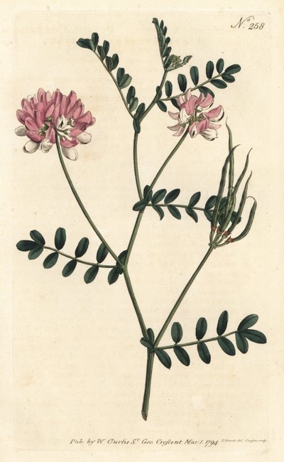 Coronille bigarrée (illustration de Sydenham Edwards, gravure de Sansom) - Sydenham Teast Edwards