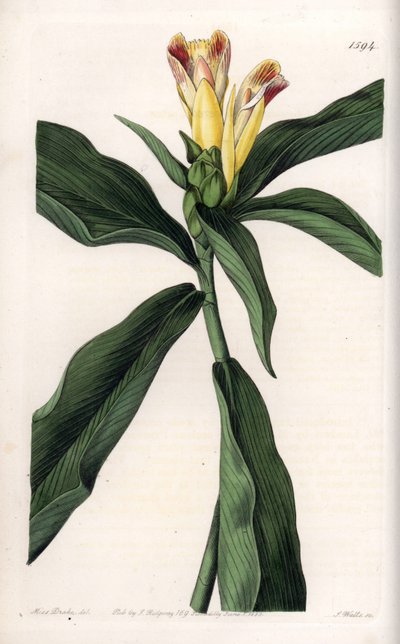 Variété de Costus - Sydenham Teast Edwards