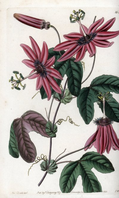 Passion écarlate - Gravure de S. Watts, d
