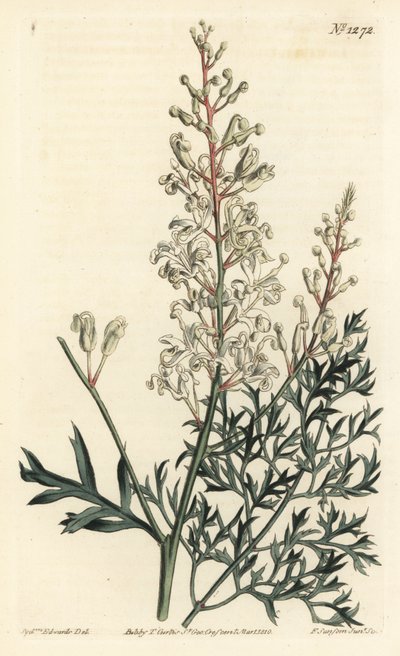 Buisson frisé ou tanaisie - Sydenham Teast Edwards