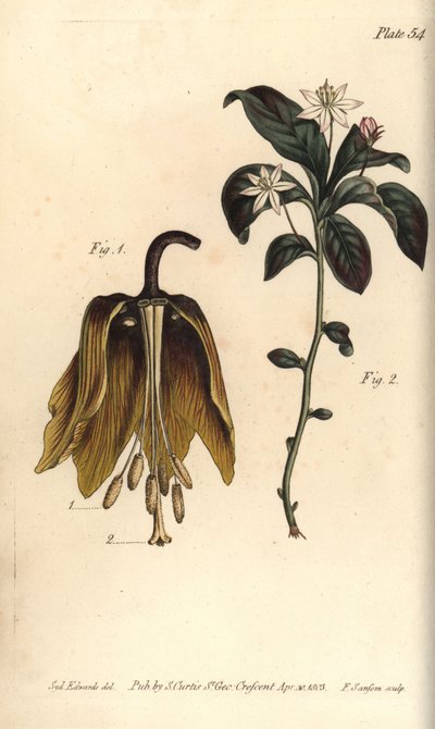 Couronne impériale - Sydenham Teast Edwards