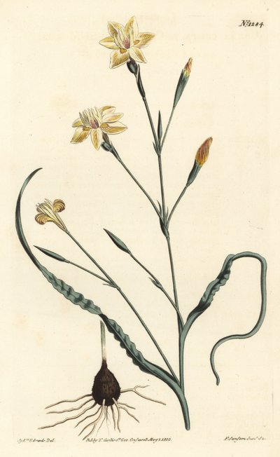 Moraea à feuilles frisées, Moraea crispa. Gravure à la main par F. Sansom Jr. d