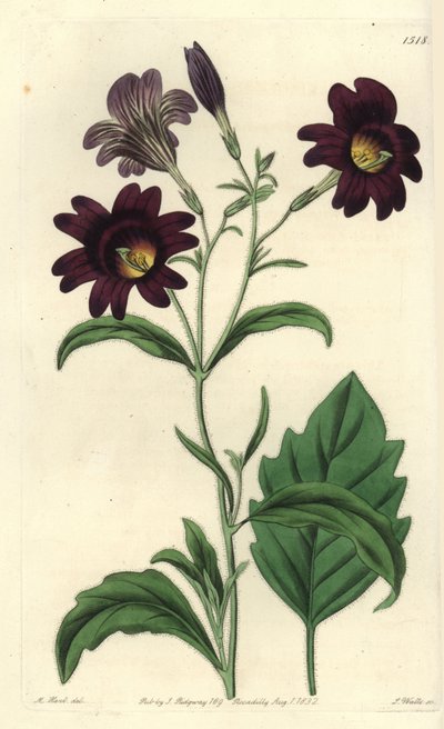 Salpiglossis sinueux - Salpiglossis sinuata - Sydenham Teast Edwards