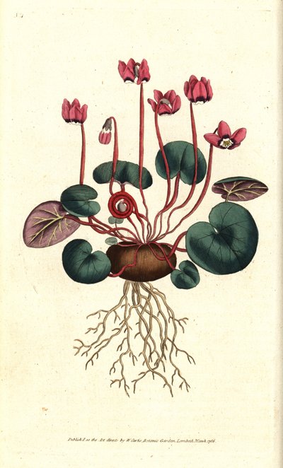 Cyclamen de Cos ou du Caucase - Cyclamen coum - Sydenham Teast Edwards