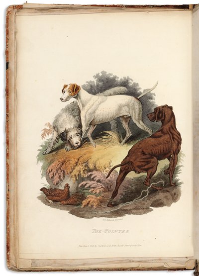 Cynographia Britannica: Consisting of Coloured Engravings of Various Breeds of Dogs Existing in Great Britain, 1800-05 - Sydenham Teast Edwards