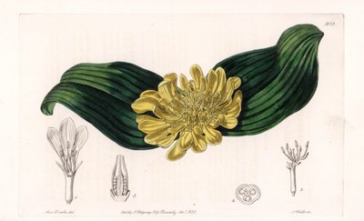 Daubenya Variete - Gravure par S.Watts, d
