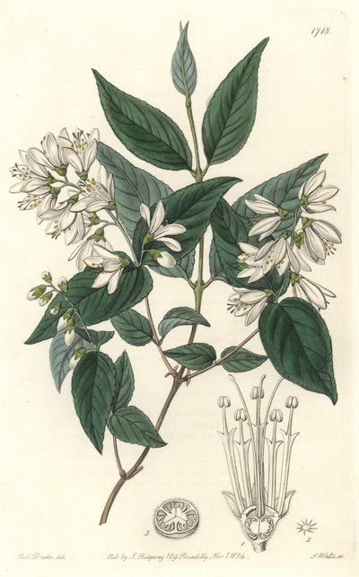 Deutzie rude, originaire du Japon - du Botanical Register - Sydenham Teast Edwards