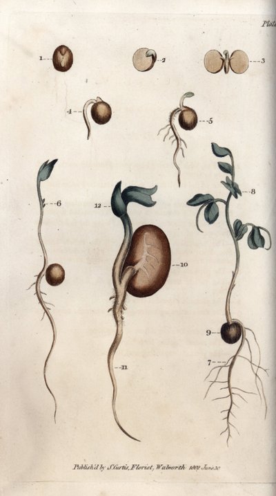 Différentes étapes de germination des graines de pois et de haricot commun - Sydenham Teast Edwards