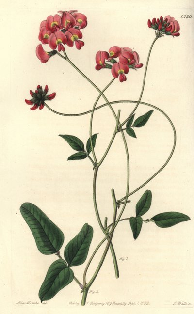 Kennedya dilatée, Kennedya dilatata. Gravure sur cuivre coloriée à la main par S. Watts d