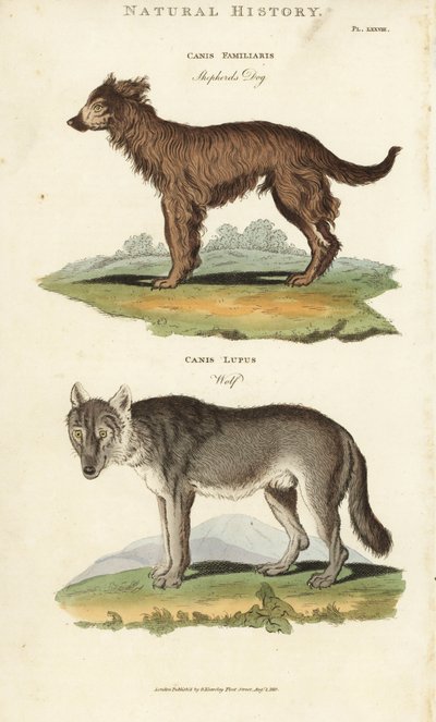Chien et loup - Chien de berger, Canis familiaris, et loup, Canis lupus - Sydenham Teast Edwards