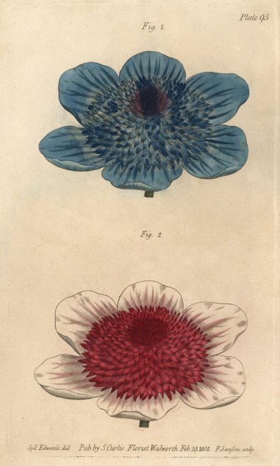 Anémone bleue double et variétés d