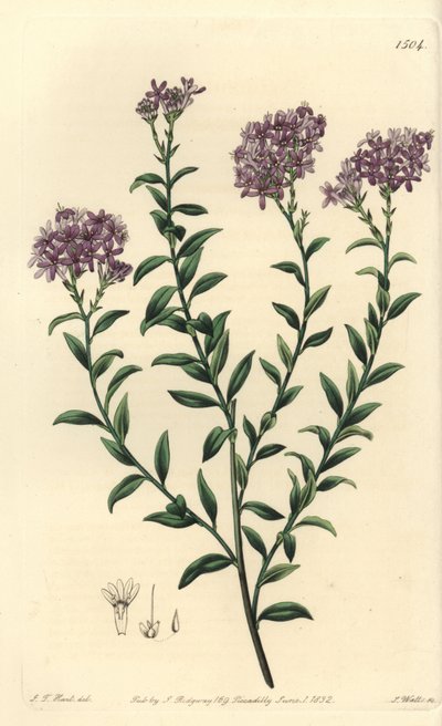 Sélago du Dr. Gill - Sydenham Teast Edwards