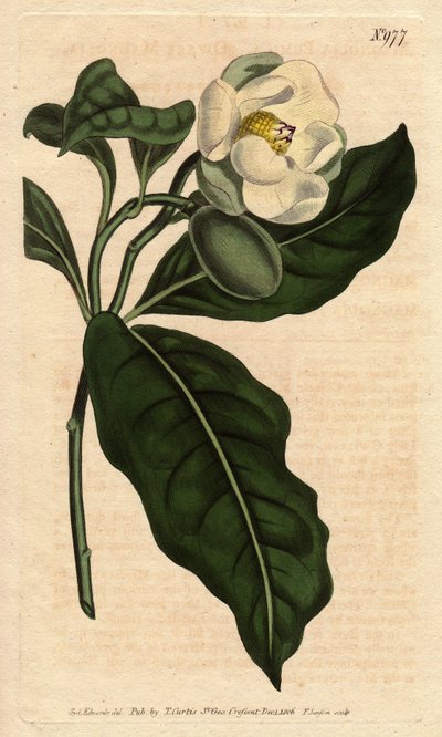 Magnolia nain, avec fleur blanche, originaire de Chine et de Java - Sydenham Teast Edwards