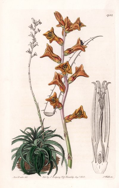 Dyckia, plante succulente à fleurs orange, originaire du Brésil - Gravure de S. Watts, d