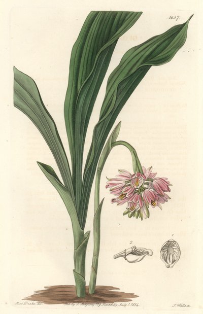 Orchidée terrestre, originaire du Sri Lanka - du Botanical Register - Sydenham Teast Edwards