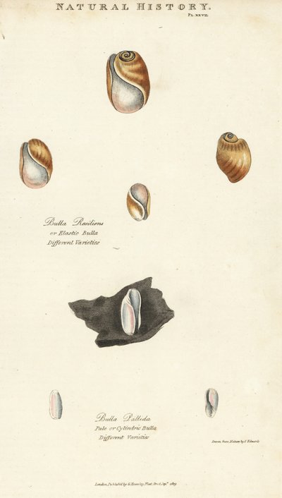 Bulle élastique, Bulla resiliens, et bulle pâle ou cylindrique, Bulla pallida - Sydenham Teast Edwards