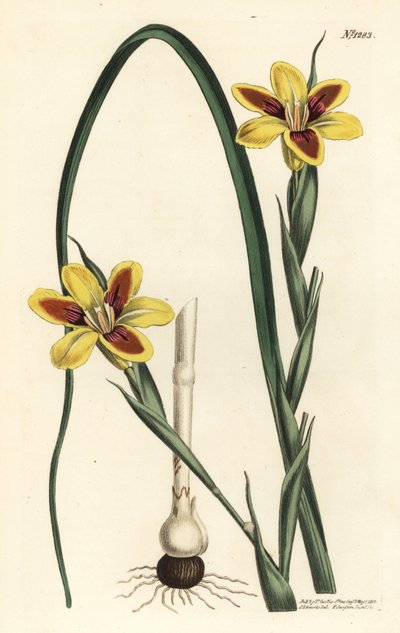 Moraea élégante, Moraea elegans. Gravure à la main en couleur par F. Sansom Jr. d