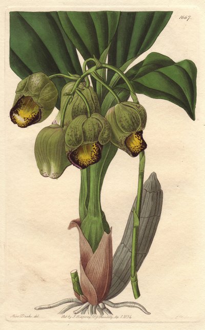 Orchidée épiphyte, catasetum jaune pâle, natif du Brésil - Sydenham Teast Edwards